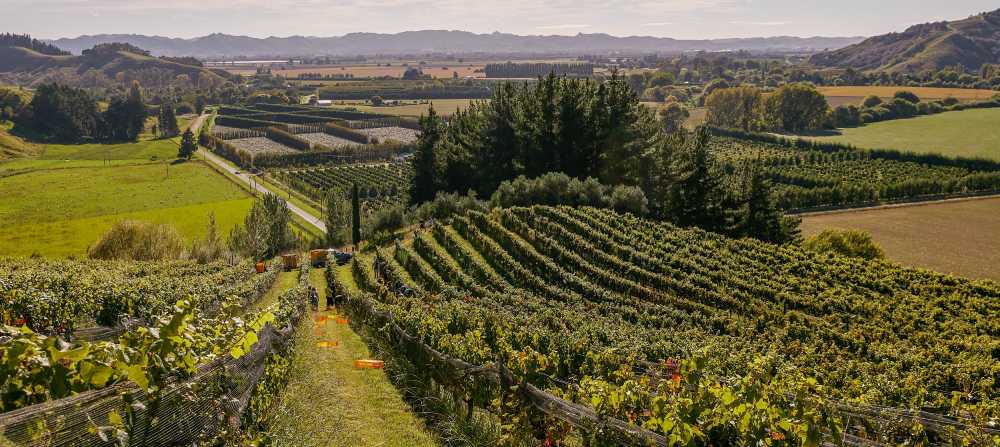 Zin de la vieille vigne du vignoble historique de San Lorenzo Vineyard